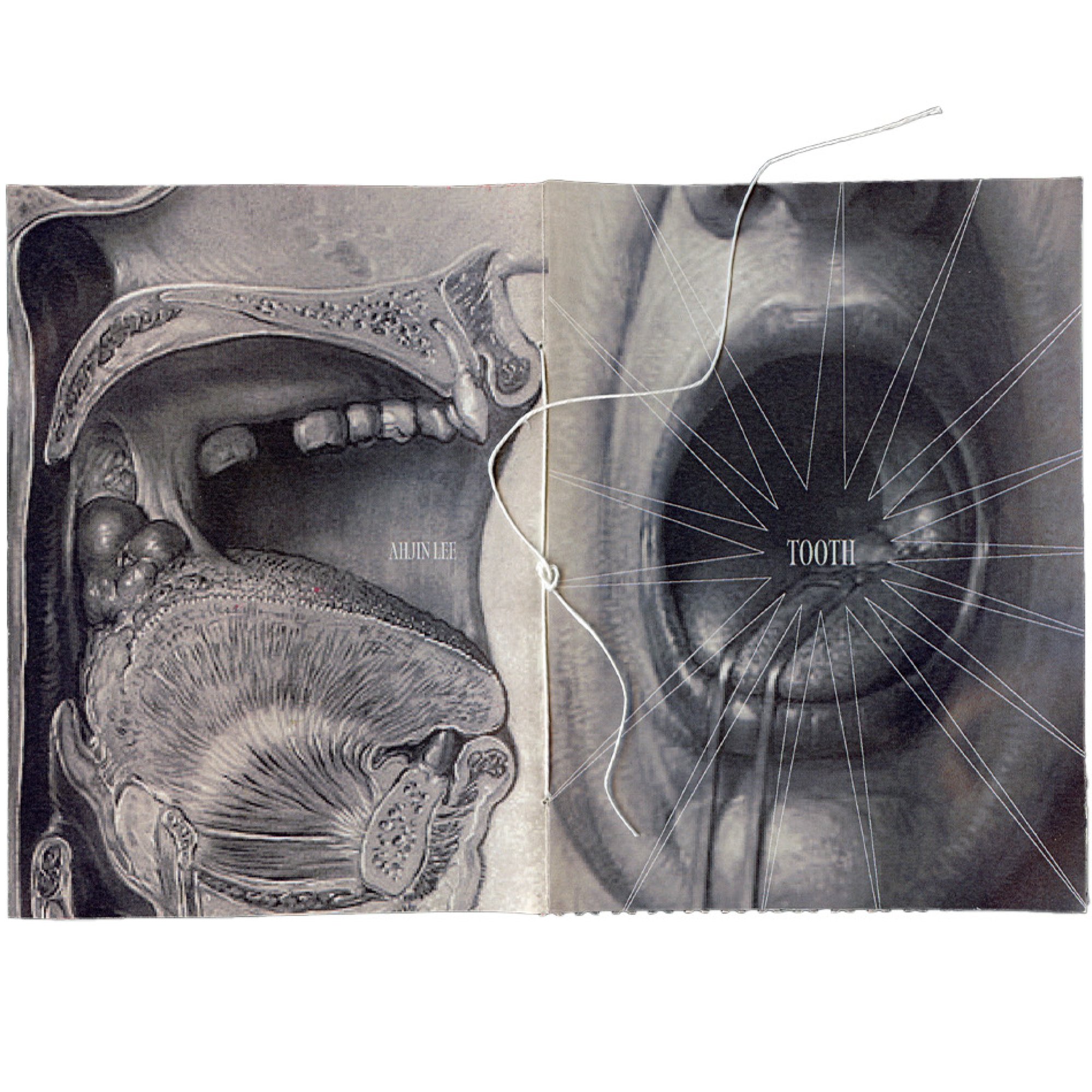 Tooth (2/3)